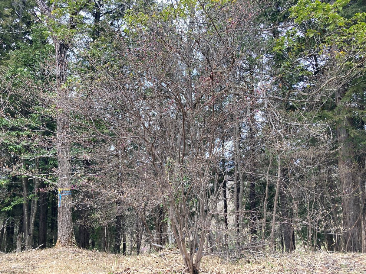 コバノミツバツツジ標準木