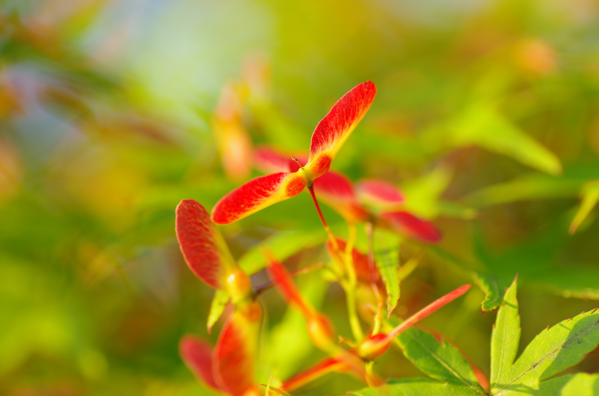 冬だ風が吹く！植物の種を飛ばそう